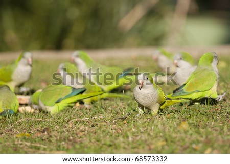 Quaker Parrot or Monk Parakeet on ground