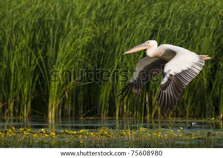 White Pelican in flight over danube delta