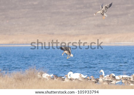 White Fronted Geese flock in Danube Delta