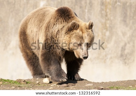 Brown Bear in autumn