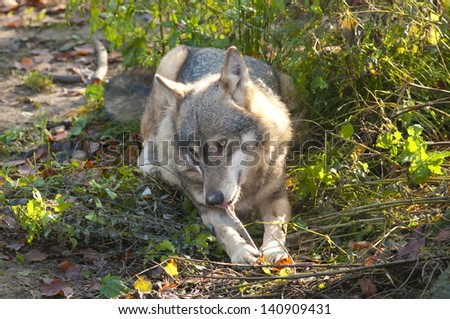 Gray Wolf eating a bone