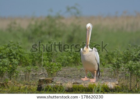White Pelican on a Log in Danube Delta
