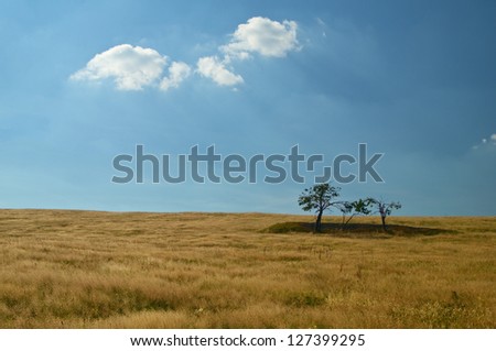 Mountain meadow, golden grass, isolated trees, an island in the grass, backlit glowing cloud