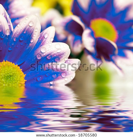 Closeup of blue daisy-gerbera reflected in the water