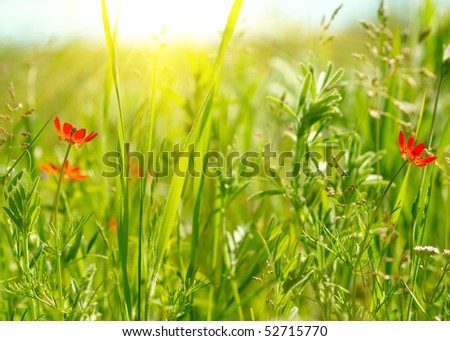 Red field flowers with green crops