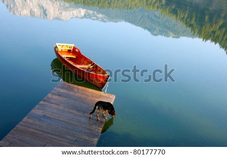 Dog drinking water from mountain lake