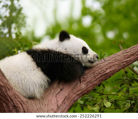 Sleeping giant panda baby