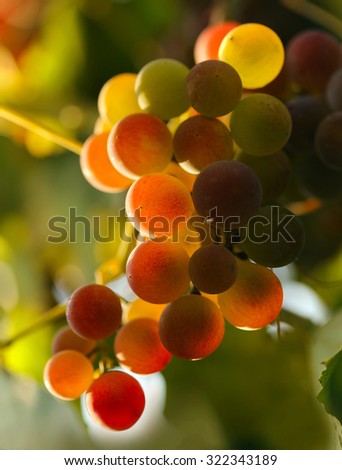 Red grapes in sunset lights. Shallow DOF