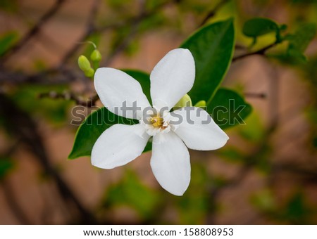 Inda white flower on white and green background