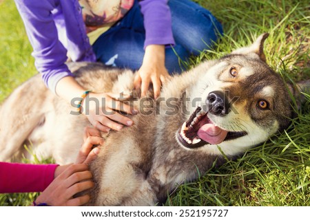 Siberian Husky dog Funny Portrait looking at camera lying on green grass and playing with two girls .