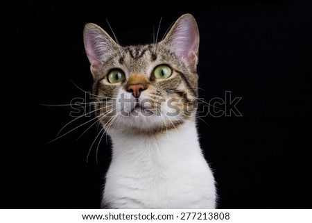 Surprised Cat sitting and looking to camera  isolated on black background.