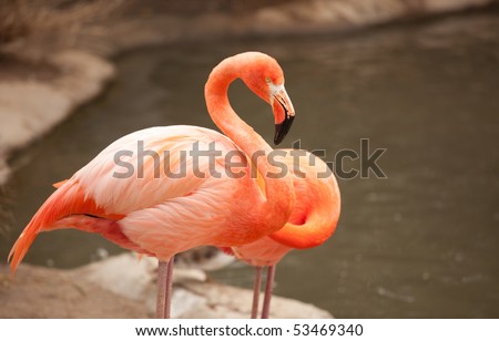 Beautiful Flamingo Couple Rest at the Side of The Water.