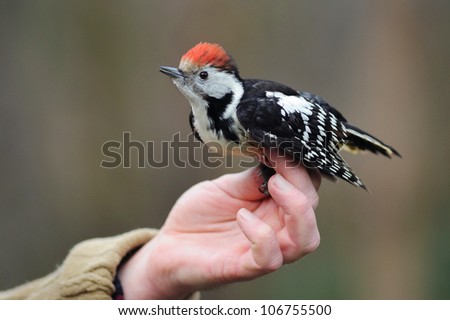 Woodpecker With Red Head in Hand