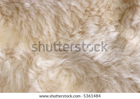 Sheep skin rug close-up