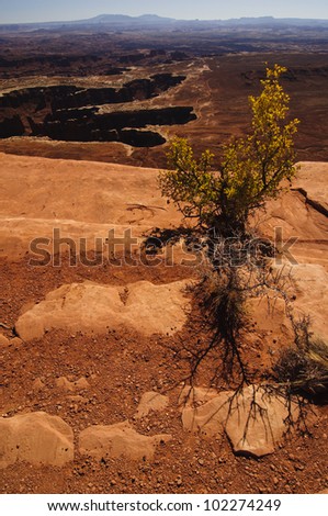 Lonely bush in Canyon lands National Park