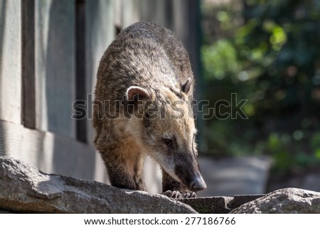 South american coati staning on the edge of a rock