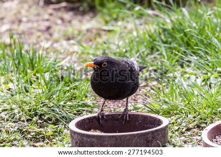 Common black bird in its own habitat