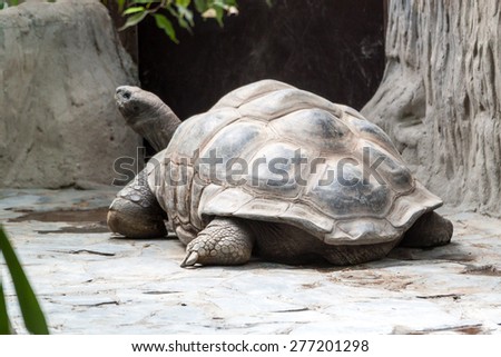 Portrait of a Galapagos giant tortoise