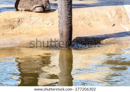 Trunk of an asian elephant spraying water