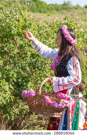 GORNO CHERKOVISHTE, BULGARIA - MAY 31, 2015 - Rose picking ritual. People dressed up in a traditional folklore costumes sing and dance for health and successful harvest of the Bulgarian Roses.