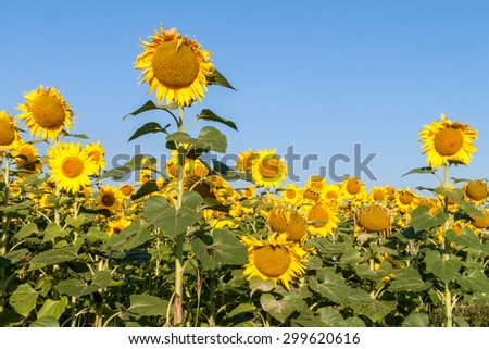 Sunflowers on a sky background
