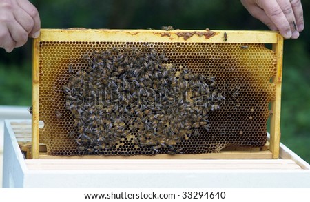 Bee keeper places a frame with brood (bee eggs), honey comb and lots of bees