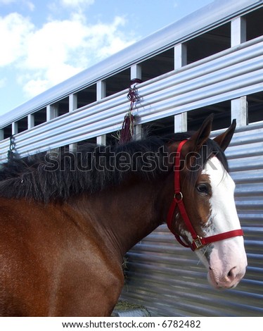 A Clydesdale horse stands next to her trailer.