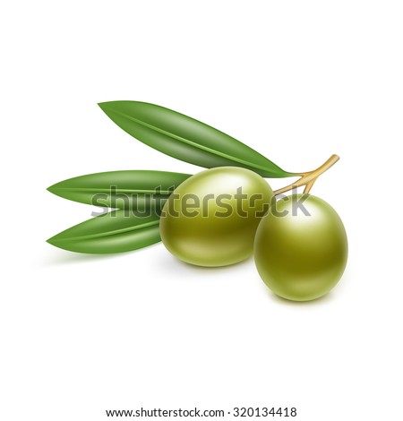 Vector Green Olives Branch with Leaves Isolated on White Background