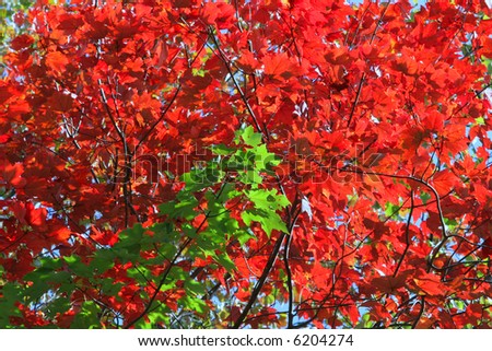 Bright Red Leaves form a Colorful background to vibrant Green Foliage