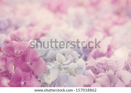 Pink hydrangea flowers with shabby chic textured background