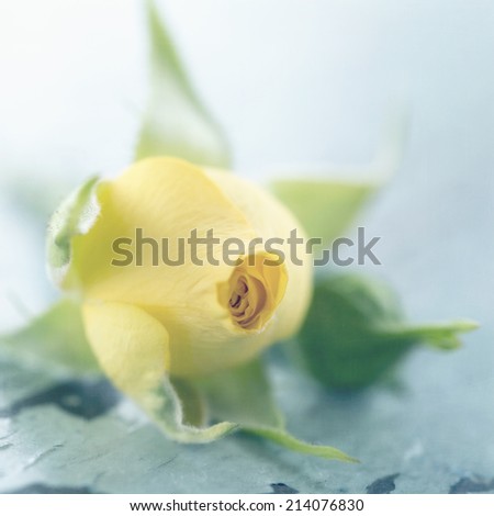 Yellow rose on light blue vintage background