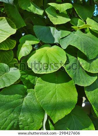 Large leaves of a green plant in the town square