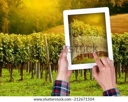 tablet in the hands of the farmer on the background of the vineyard