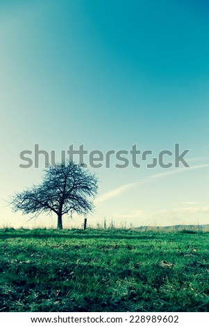 unusual tree in the meadow autumn season Zdjęcia stock © 