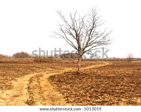 small oak without sheet on yellow field