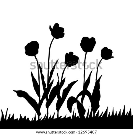 Silhouettes Tulip On White Background Stock Photo 12695407 : Shutterstock