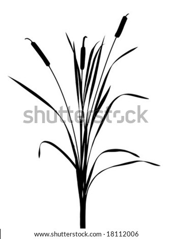 Vector Illustration Of The Reed On White Background - 18112006 ...