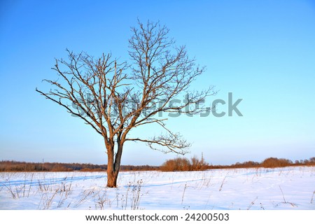 small oak on field