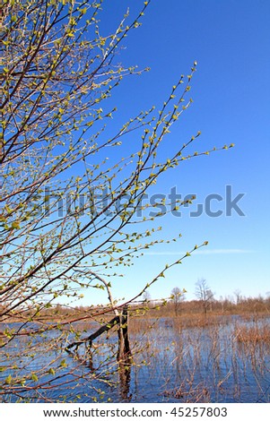spring sheet of the birch