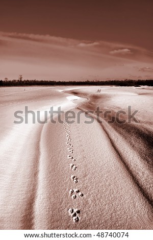 traces of the dog on snow