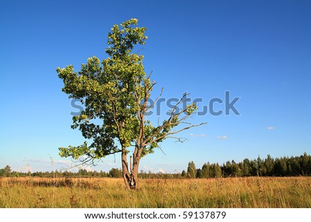small oak on autumn field