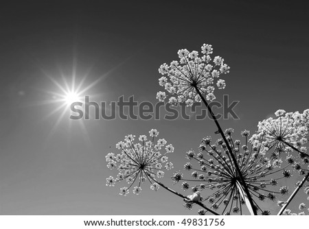 Similar – Image, Stock Photo Hogweed plants field monochrome