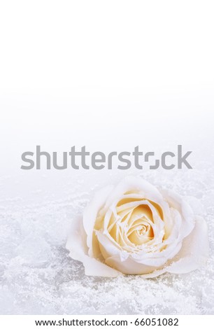 Pastel color rose on snow. Space for text.