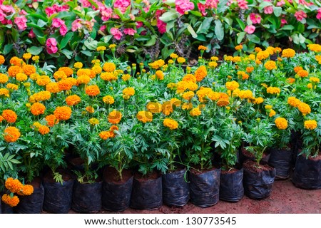 Various flowers seedlings in containers, nursery-garden