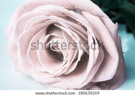 Pastel gentle toned roses with drops, closeup