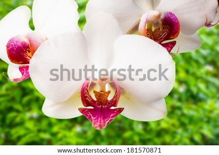 Blooming white  and red  orchid on the fresh green  background, phalaenosis
