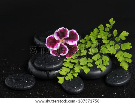 Spa concept with beautiful dark purple flower, green branch and zen stones with drops, copy space