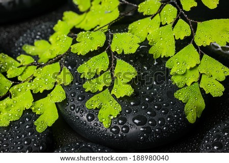 Spa still life of green branch maidenhair and black zen stones with drops
