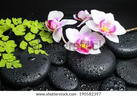 Spa still life of branches orchid (phalaenopsis), green maidenhair and zen stones with drops