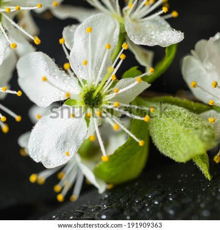 Beautiful Spa concept of zen stones with drops and blooming twig of plum , closeup